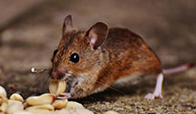 24 Hour & Emergency Exterminators in Manchester, OK